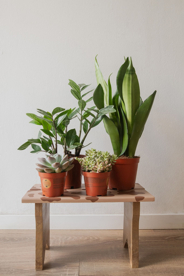 Kit du Jardinier flemmard - Mood Kit 🌱