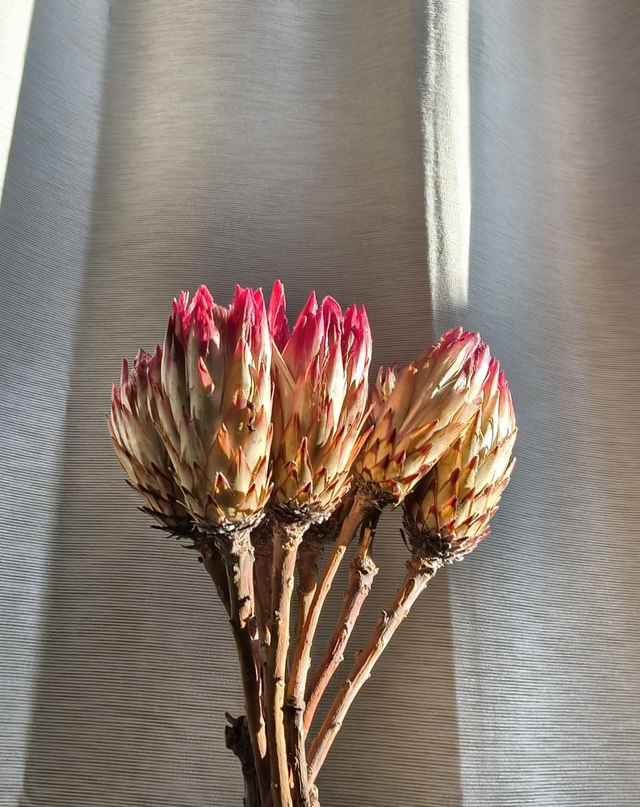 PROTEA csokor