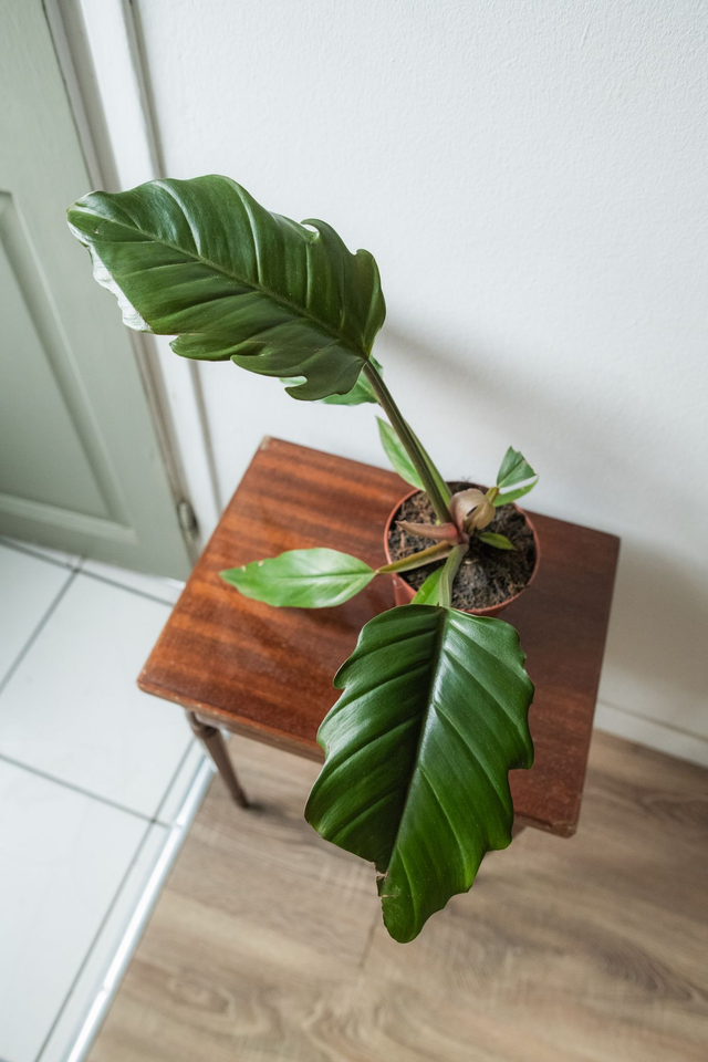 Philodendron ‘Choco Empress’ 🌿