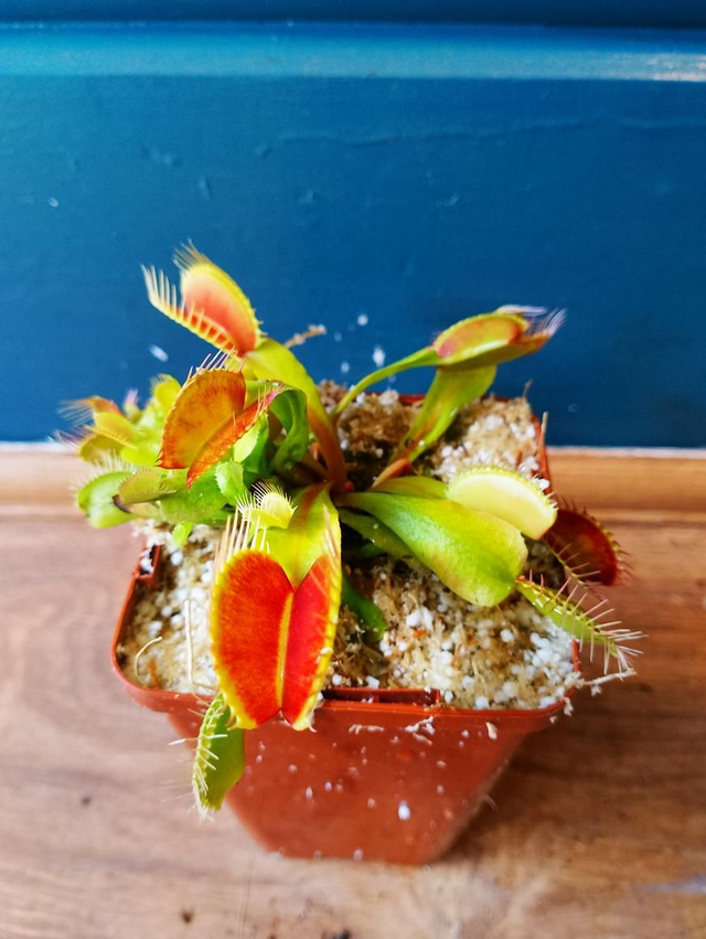 Venus fly trap (dionea)
