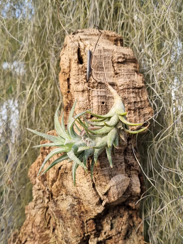 Tillandsia ionantha Vanhyningii