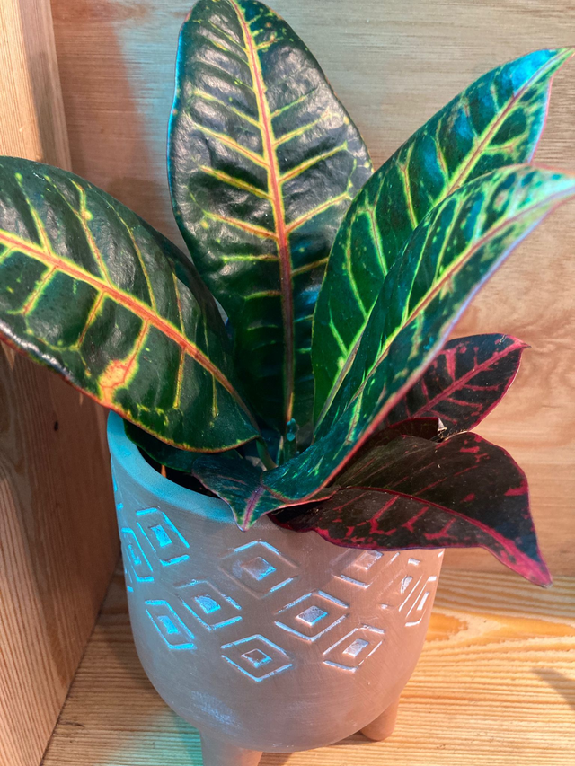 Living Gift Box: Medium