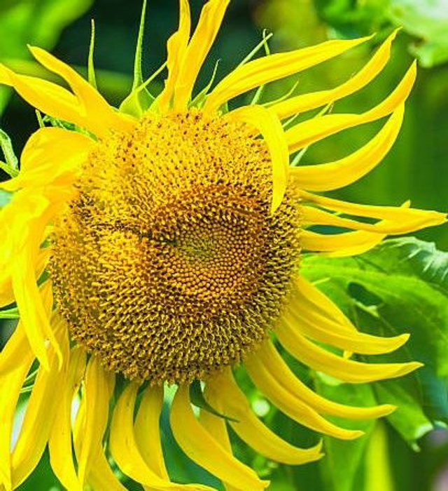 Floro Tournesol