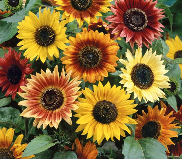 Sunflower Autumn Beauty