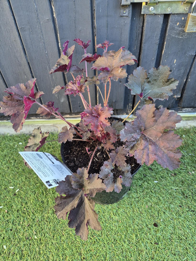 Heuchère Purple Petticoat pot 17cm