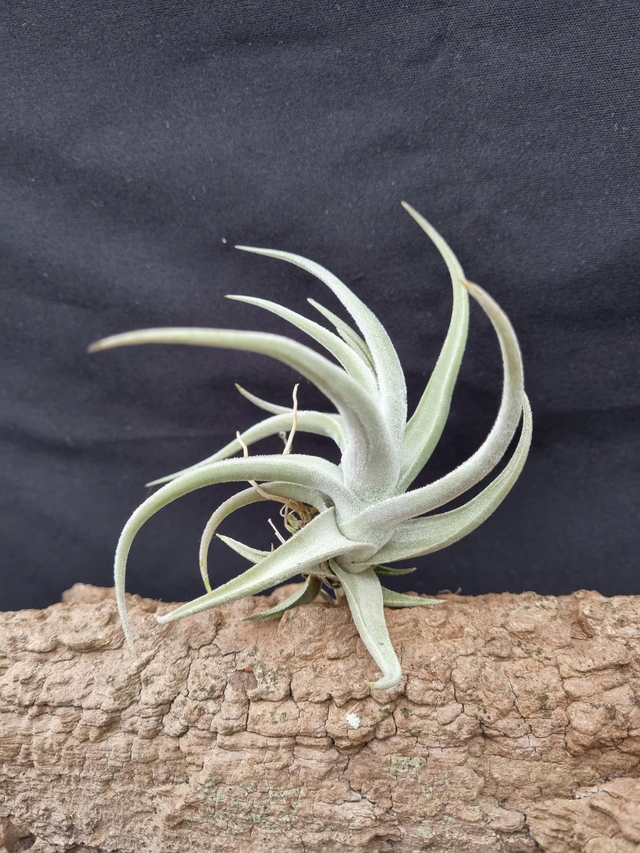 Tillandsia xiphioides