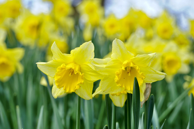 Golden Sea of Daffodils - Print