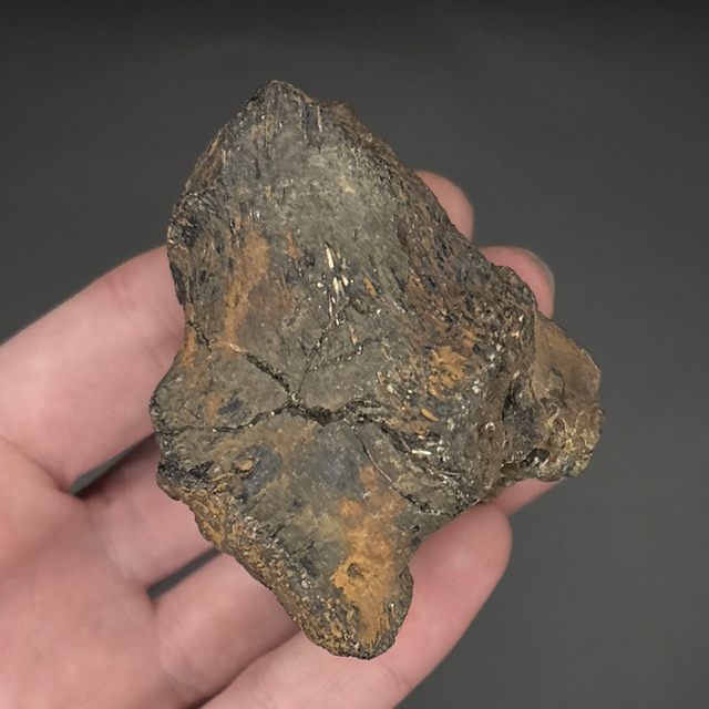 Mantellisaurus Posterior Dorsal Fragment 