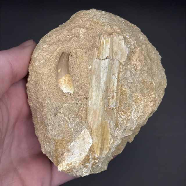 Plesiosaur Tooth