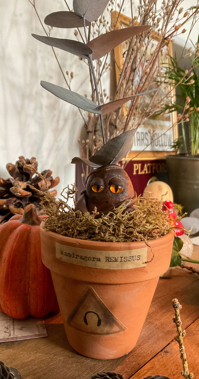 Mandragore à adopter -Mandragora Remissus