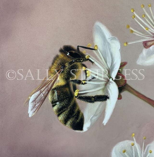 "Bee on Blossom" 6x6" Original Pastel Painting Artwork