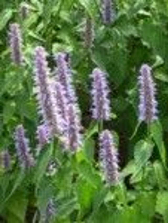 Agastache Menthe Coréenne AB -  Agastache rugosa