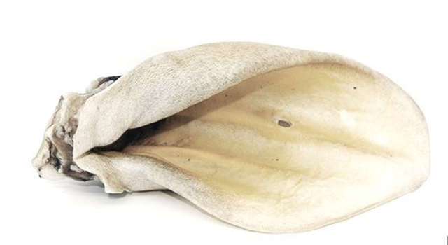 Oreille de bœuf soufflée