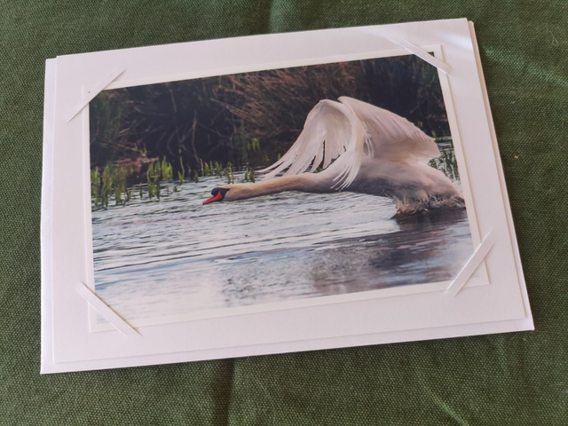 Water birds photo cards 