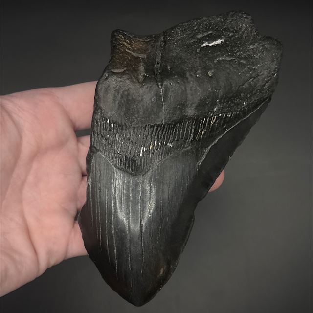 Megalodon Tooth