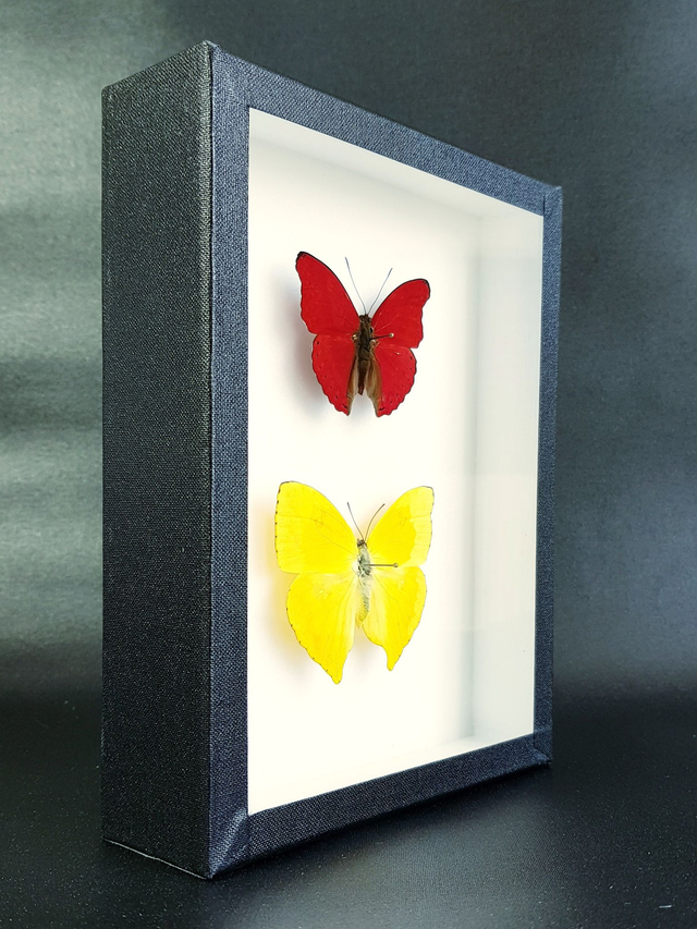 Cymothoe sangaris / Phoebis rurina