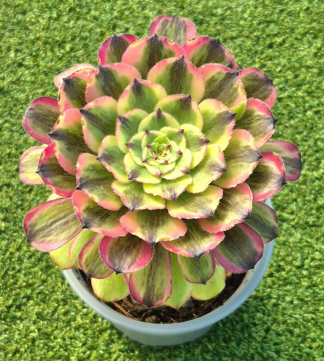 Aeonium 'Firefly Pink '
