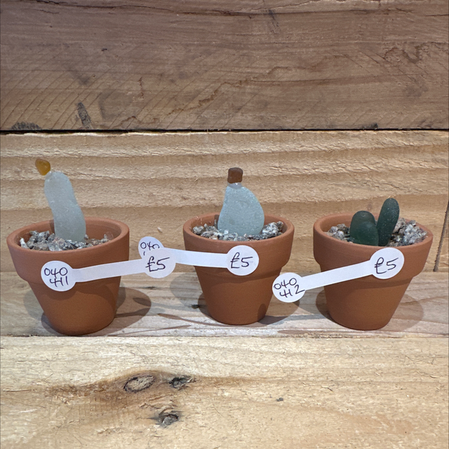 Seaglass Plant 