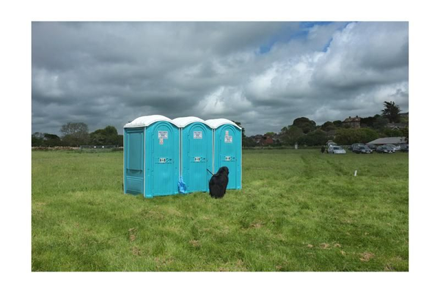 15 by 10 inch print. West Bay dog.