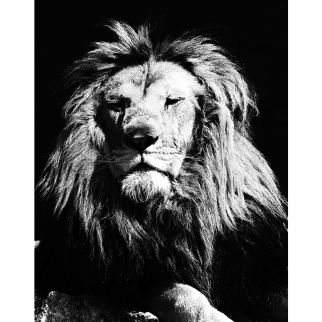 Sa Majesté (Noir &amp; Blanc) - ref: 4501nb