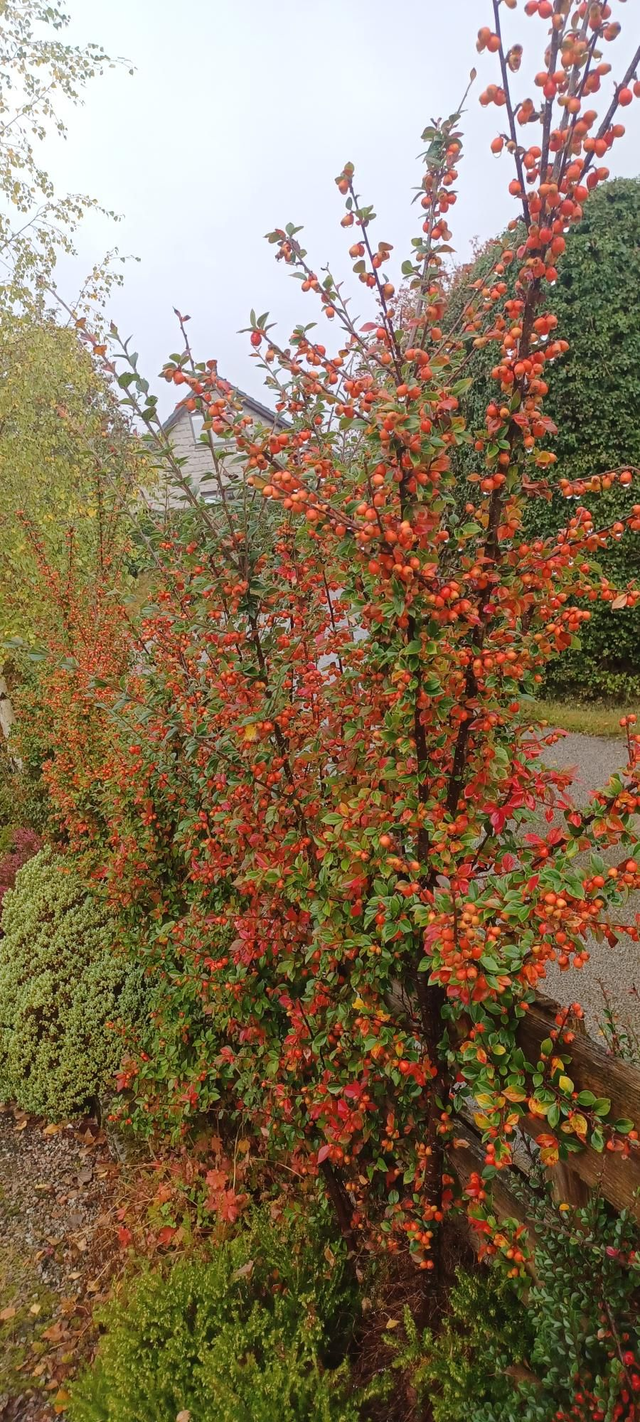 Cotoneaster simonsii