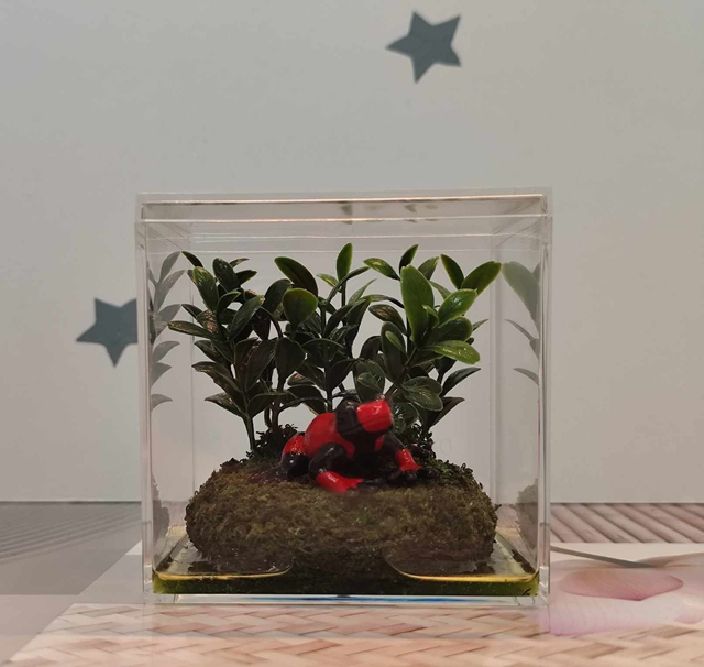 La vitrine de la grenouille