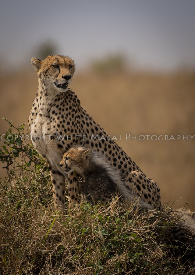 Bonded, Nashipae the female Cheetah protects her cub.