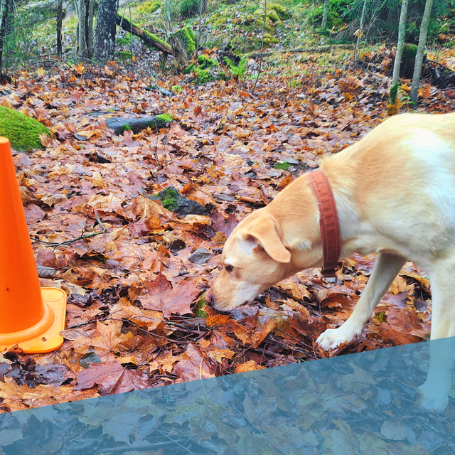 Esine-etsintästartti