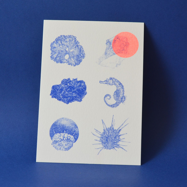 *last chance* Carte postale naturaliste RISO le bestiaire marin