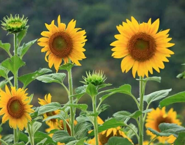 Sunflower seeds 20kgs