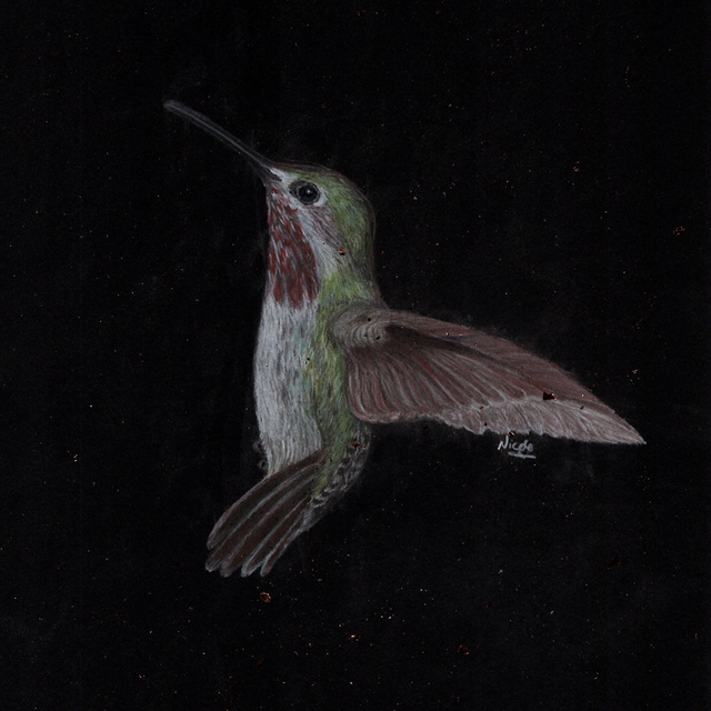 Hummingbird Bee - “From Darkness” series 