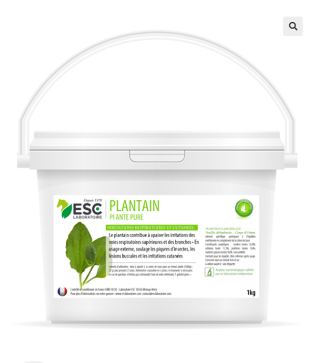PLANTAIN – Respiration et irritations cutanées cheval – Plante pure