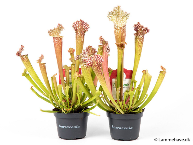 G05 . Sarracenia leucophylla