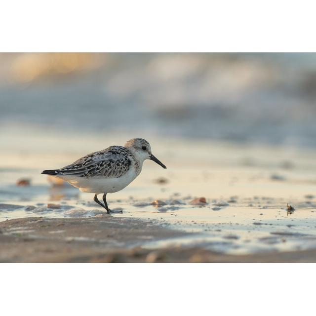 Bécasseau sanderling 