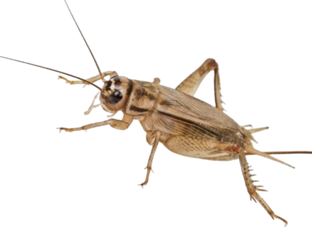 Grillon Domestique en Tubes