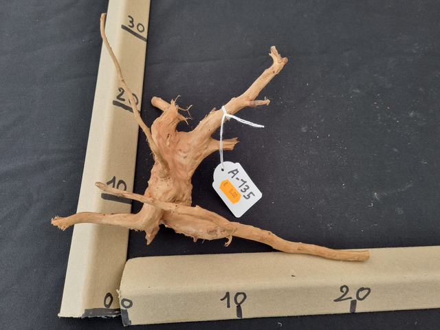 Racine araignée A-135