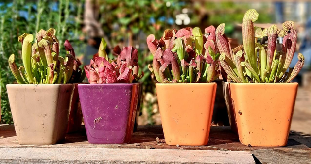 G07 . Sarracenia' in "Mini cachpot"