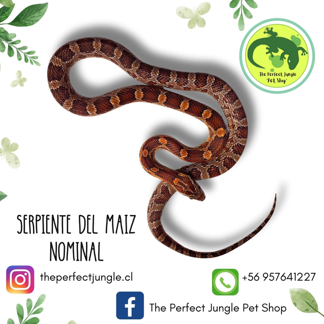 Serpiente Del Maíz (Nominal  Cria)