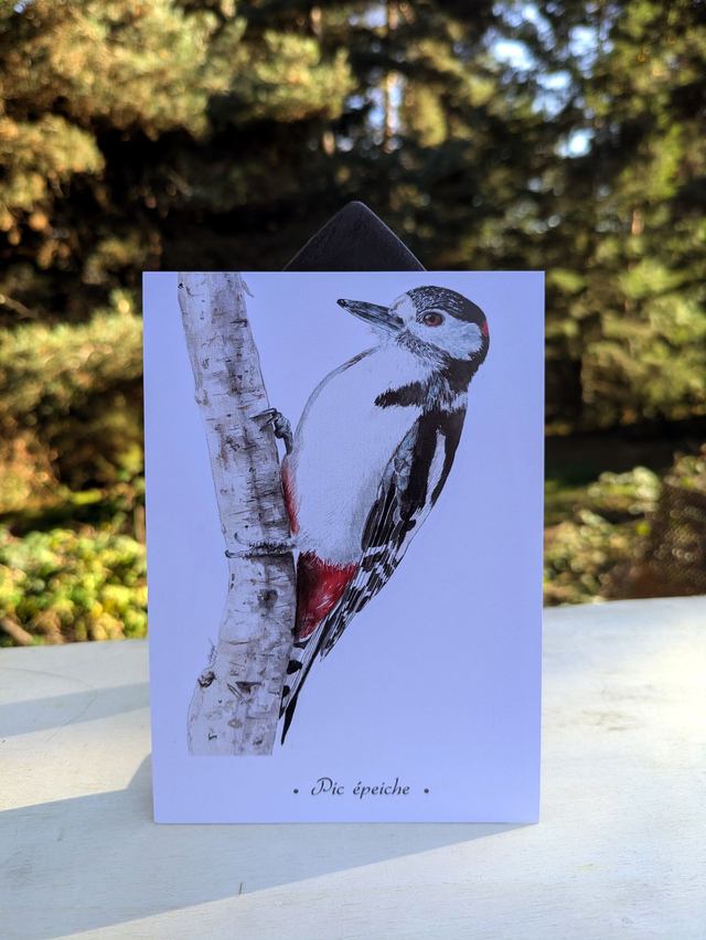 Carte Postale Pic épeiche