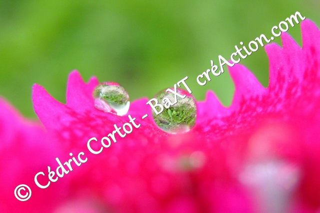 Impression sur alu dibond - Rosée et gouttes de pluie (ref 4918)