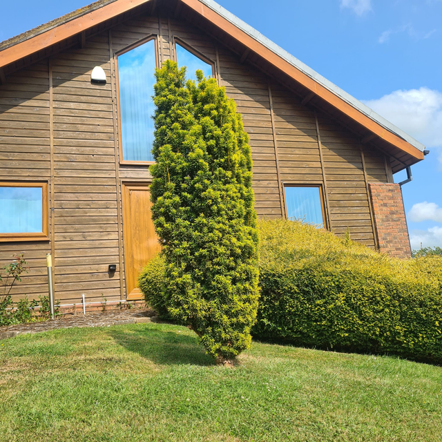 Taxus Baccata Fastigiata - Irish yew - 1ltr pot