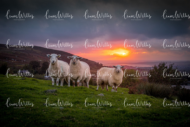 Sheep Sunset Print
