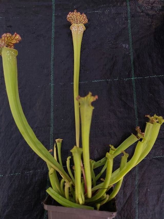 Sarracenia readii 'Farnhamii' -Hybrid Pitcher Plant 12cm