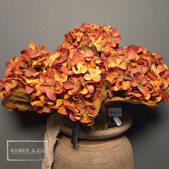 Hortensia tak oranje/rood