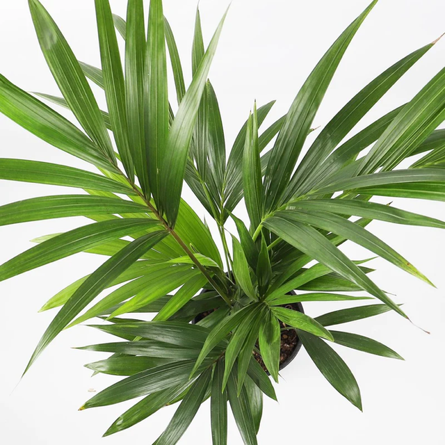 Howea Forstrina - Kentia