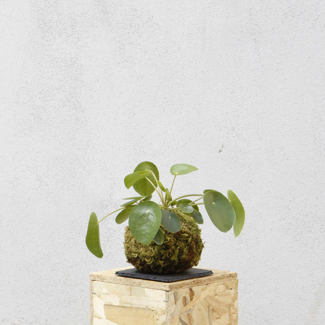 Pilea Kokedama 