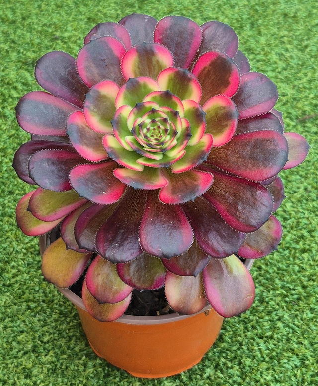 Aeonium &#039;Black King Kong&#039;