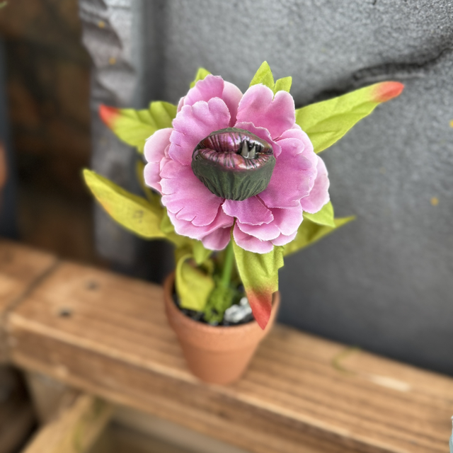 🌺 Specimen: The Blushcoil Bloom