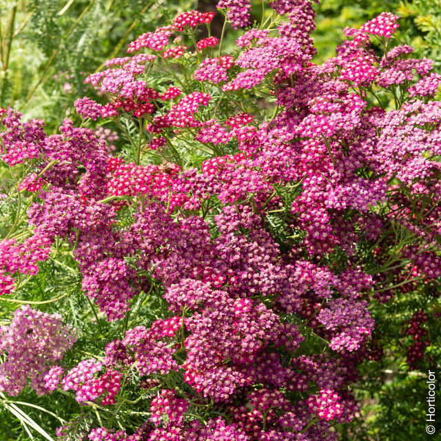 Achillée 'Cerise Queen'