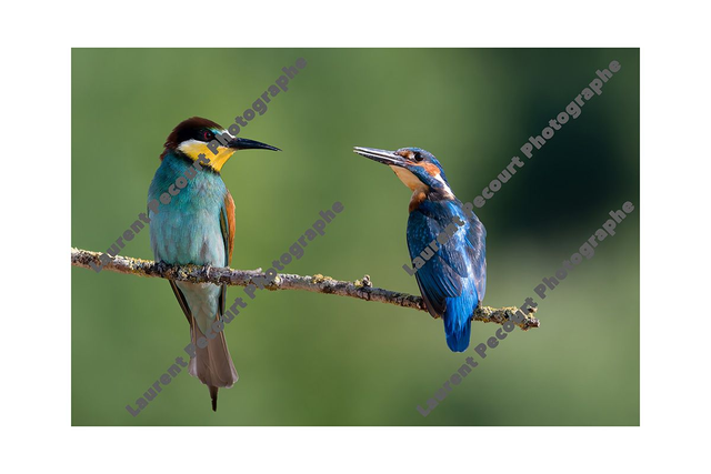 Martin Pêcheur / Guêpier d&#039;Europe